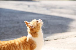 空を見上げる猫