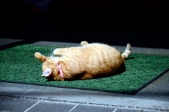 寝転ぶ猫