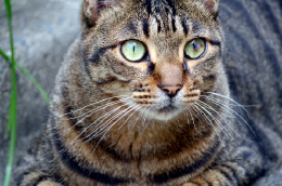 見つめる猫