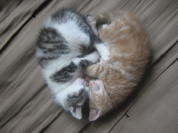 じゃれ合う猫