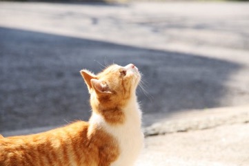 空を見上げる猫