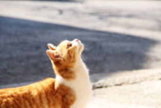 空を見上げる猫